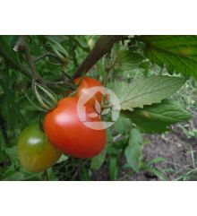 Tomate de pera Roma VF 