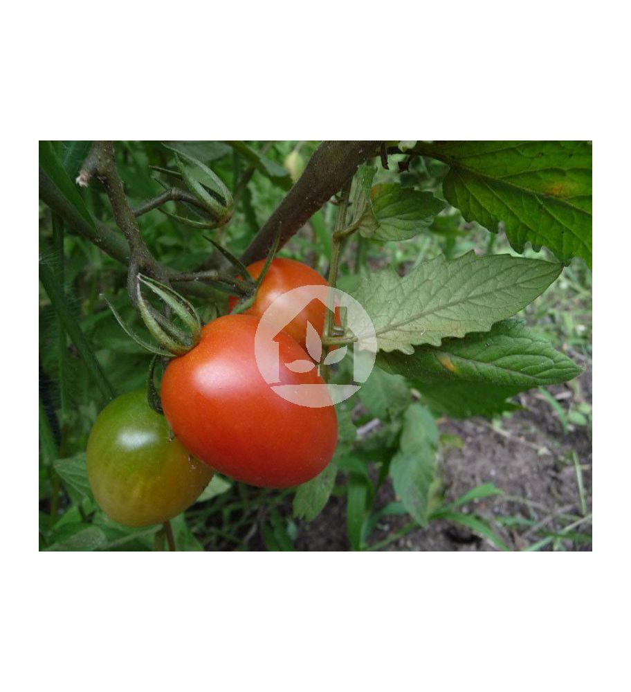 Tomate de pera Roma VF 