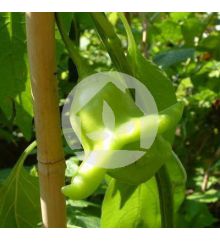 PIMIENTO DE CAMPANA