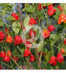 PIMIENTO DE CAMPANA
