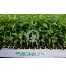 PIMIENTO LAMUYO ALMUDEN F1