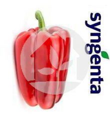 PIMIENTO LAMUYO ALMUDEN F1