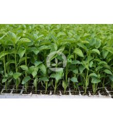 PIMIENTO LAMUYO ALCUDIA F1