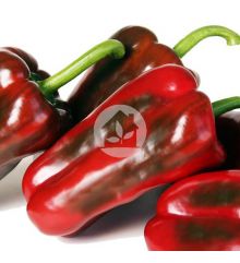 PIMIENTO LAMUYO ALCUDIA F1