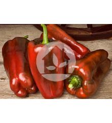 PIMIENTO LAMUYO ALCUDIA F1
