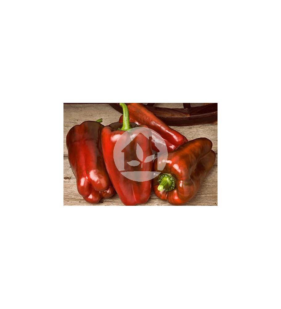PIMIENTO LAMUYO ALCUDIA F1