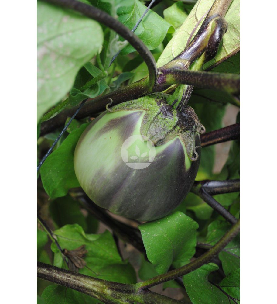 BERENJENA CIEZANA (PINCHOSA) BERENJENA CIEZANA (PINCHOSA)