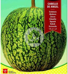 Planton Calabaza cabello de Angel