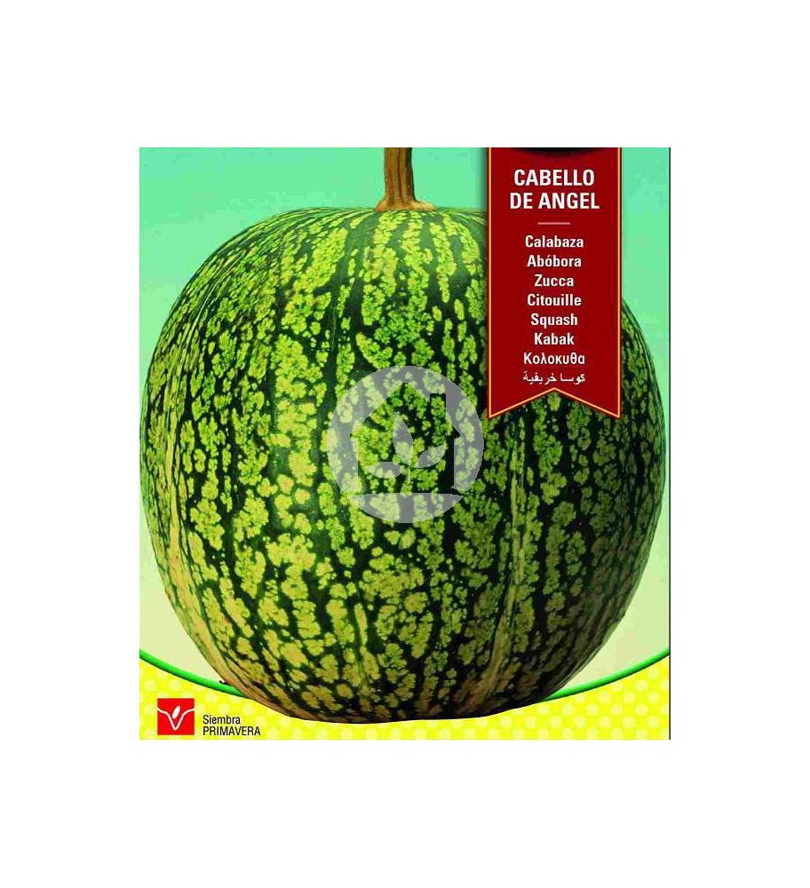 Planton Calabaza cabello de Angel Planton Calabaza cabello de Angel
