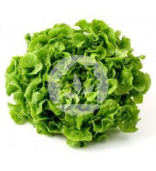 Lechuga Hoja de Roble Verde