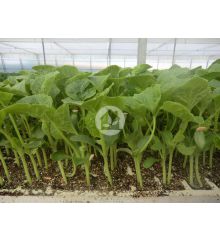 Melón Tardío Tendral