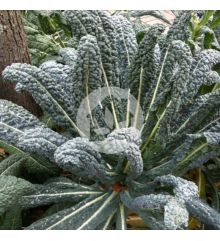 KALE DINOSAURIO