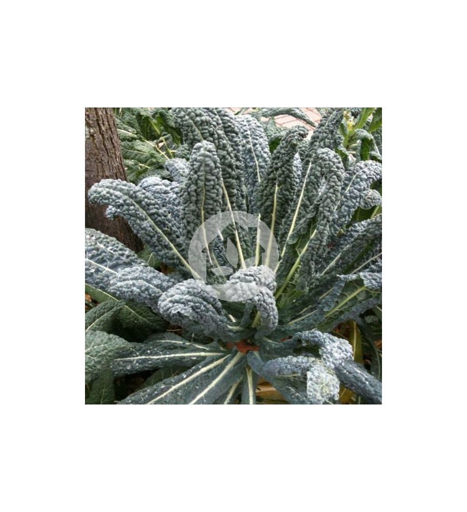KALE DINOSAURIO