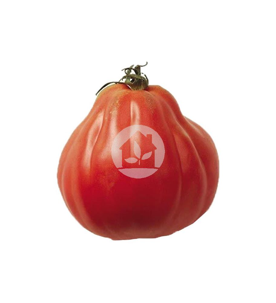 Tomate  Mata -de Corazón de Buey
