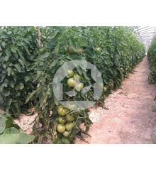 Tomate de caña (variedad Óptima)