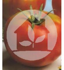 Tomate de caña (variedad Óptima)