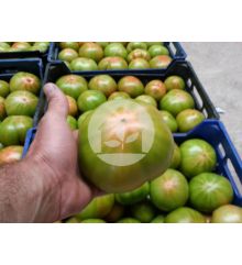 Tomate de caña (variedad Óptima)