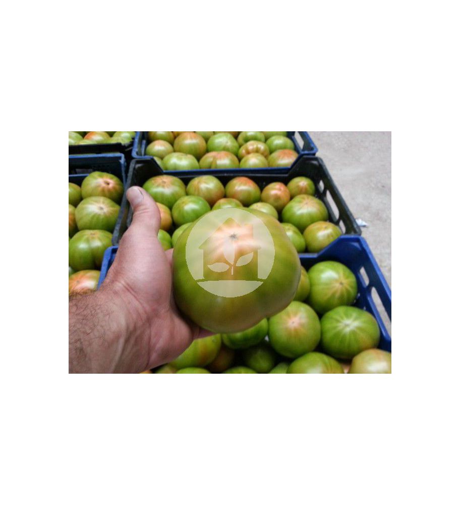 Tomate de caña (variedad Óptima) Tomate de caña (variedad Óptima)