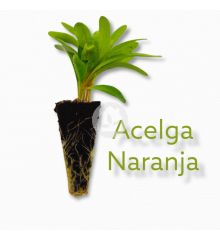 Acelga naranja