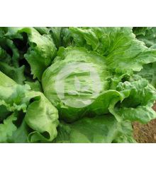 Lechuga Iceberg