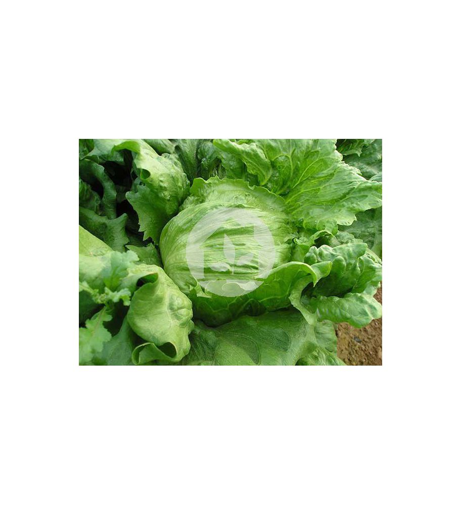 Lechuga Iceberg Lechuga Iceberg