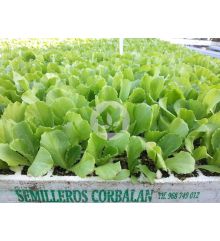 Lechuga Iceberg