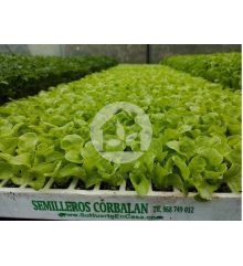 Lechuga Trocadero