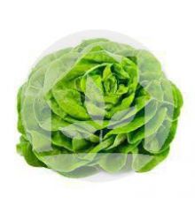 Lechuga Trocadero