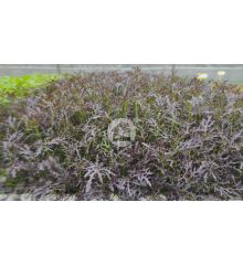 Mizuna color purpura