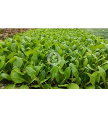 Plantones de pak choi.