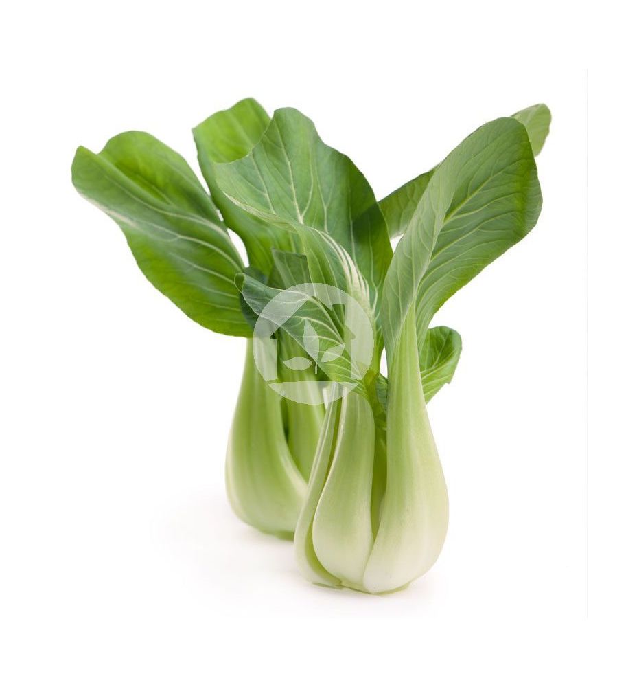 Pak Choi Pak Choi