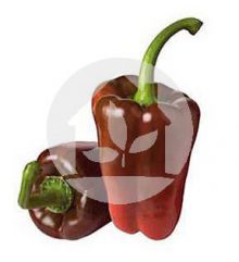 Pimiento Gordo