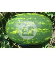 Sandia VARIEDAD (DUMARA F1)