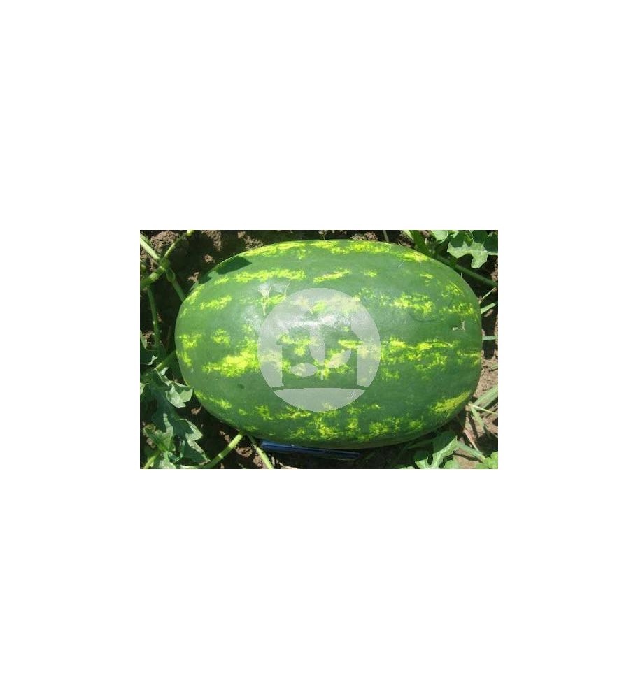 Sandia VARIEDAD (DUMARA F1)
