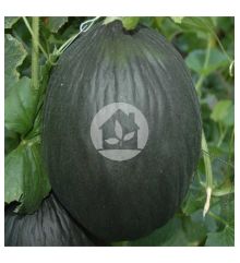 Melon tendral