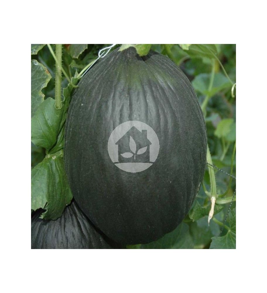 Melon tendral