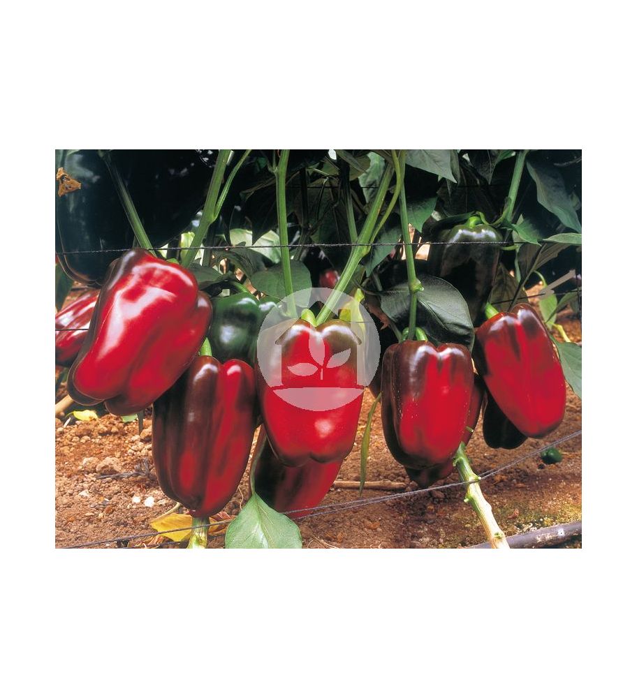 Pimiento Herminio Pimiento Herminio