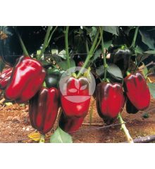 PIMIENTO LAMUYO ALMUDEN F1