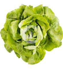 Lechuga Trocadero