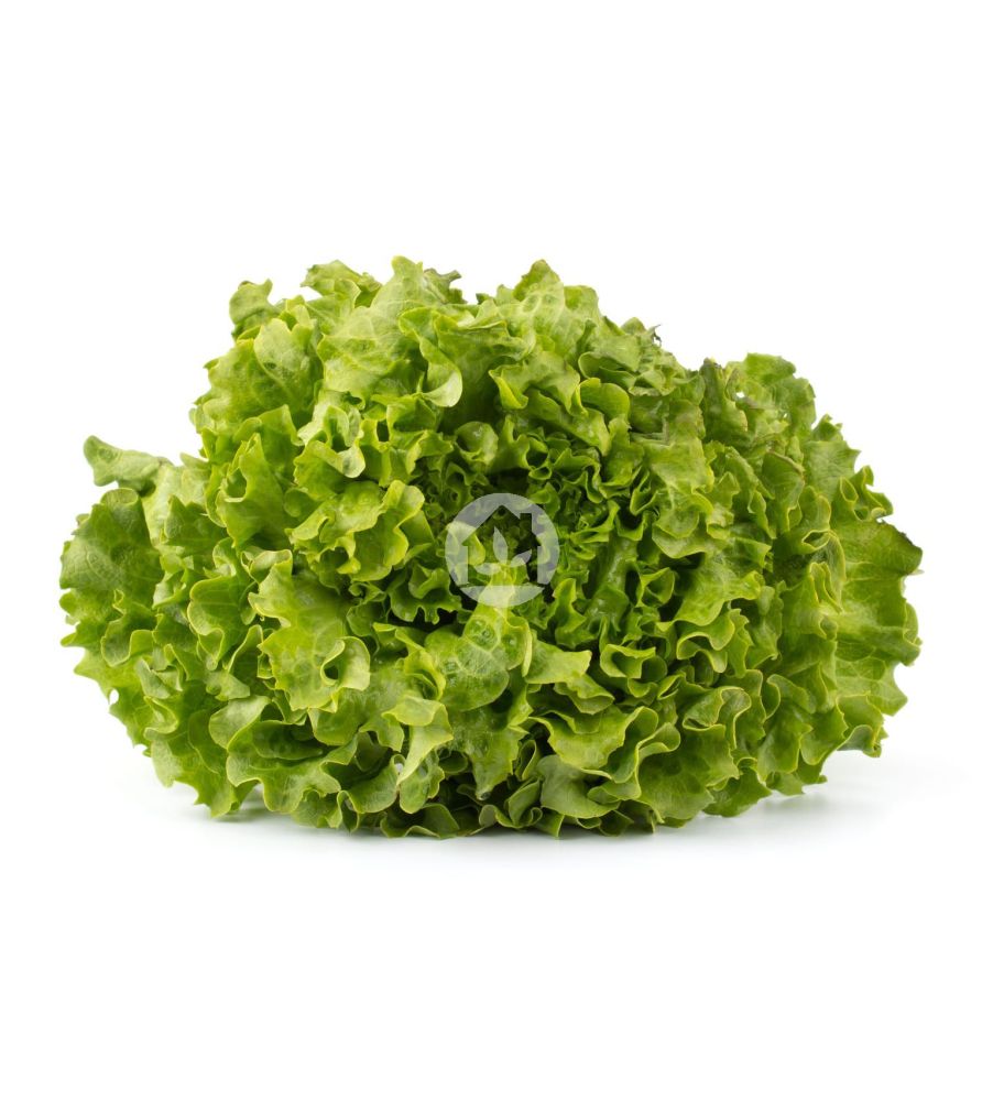 Lechuga Hoja de Roble Verde