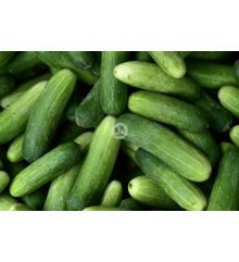 Planton Pepino granada