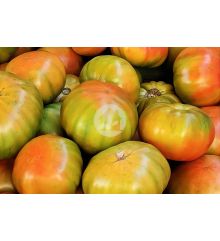 Tomate de caña (Variedad Muchamiel)