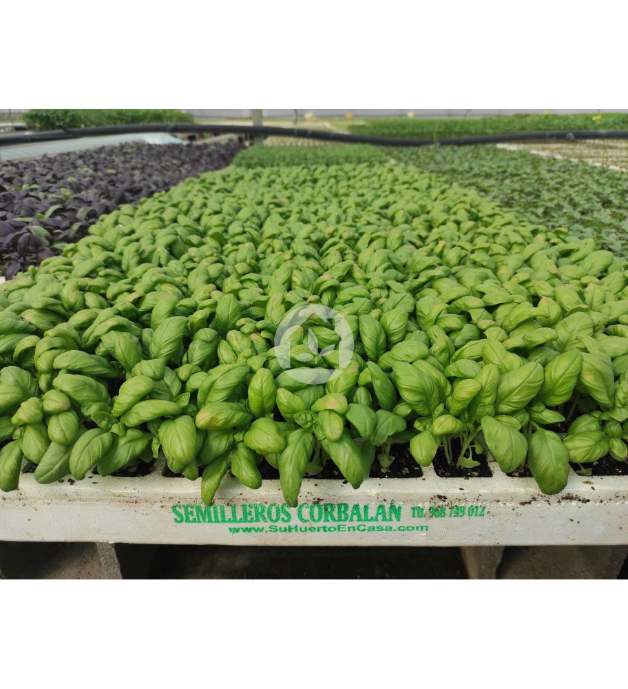 Plantel de Albahaca  Genovesa