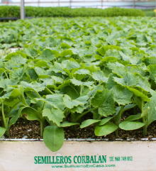 Calabacín blanco