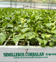 Pepino Holandés Abeto F1