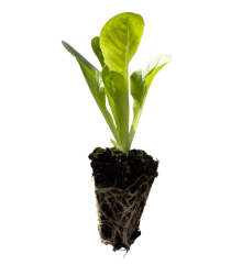 Lechuga Baby