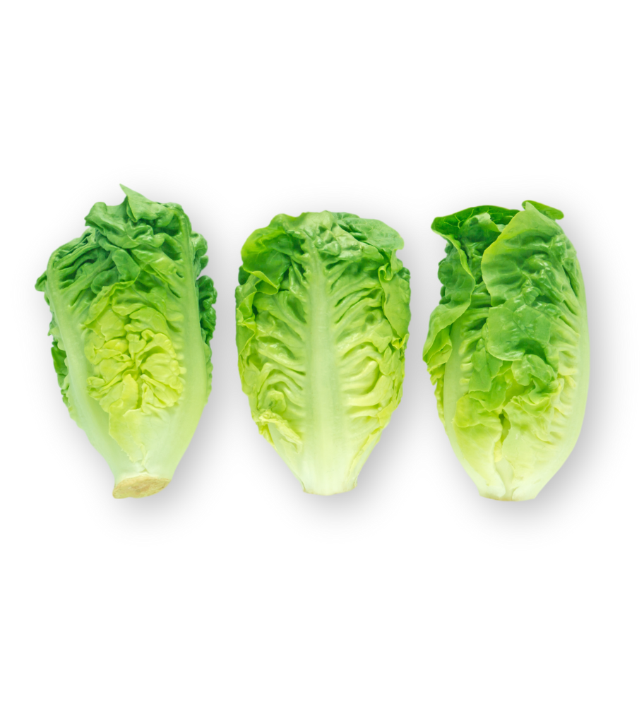Lechuga Baby Lechuga Baby