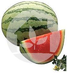 Sandia rayada  sin pepita, Injertada en calabaza
