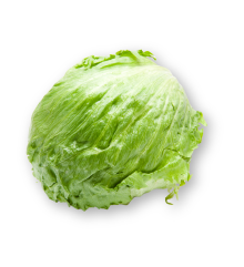 Lechuga Iceberg