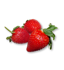 Plantas Fresa